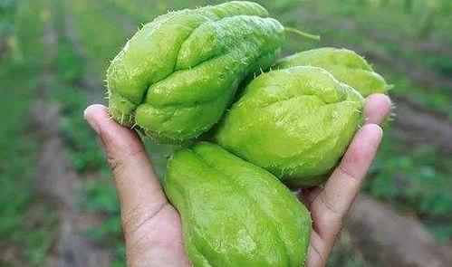 黑菜吃瓜,揭秘娱乐圈背后的秘密与真相